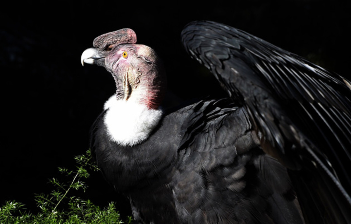 condor-2.jpg